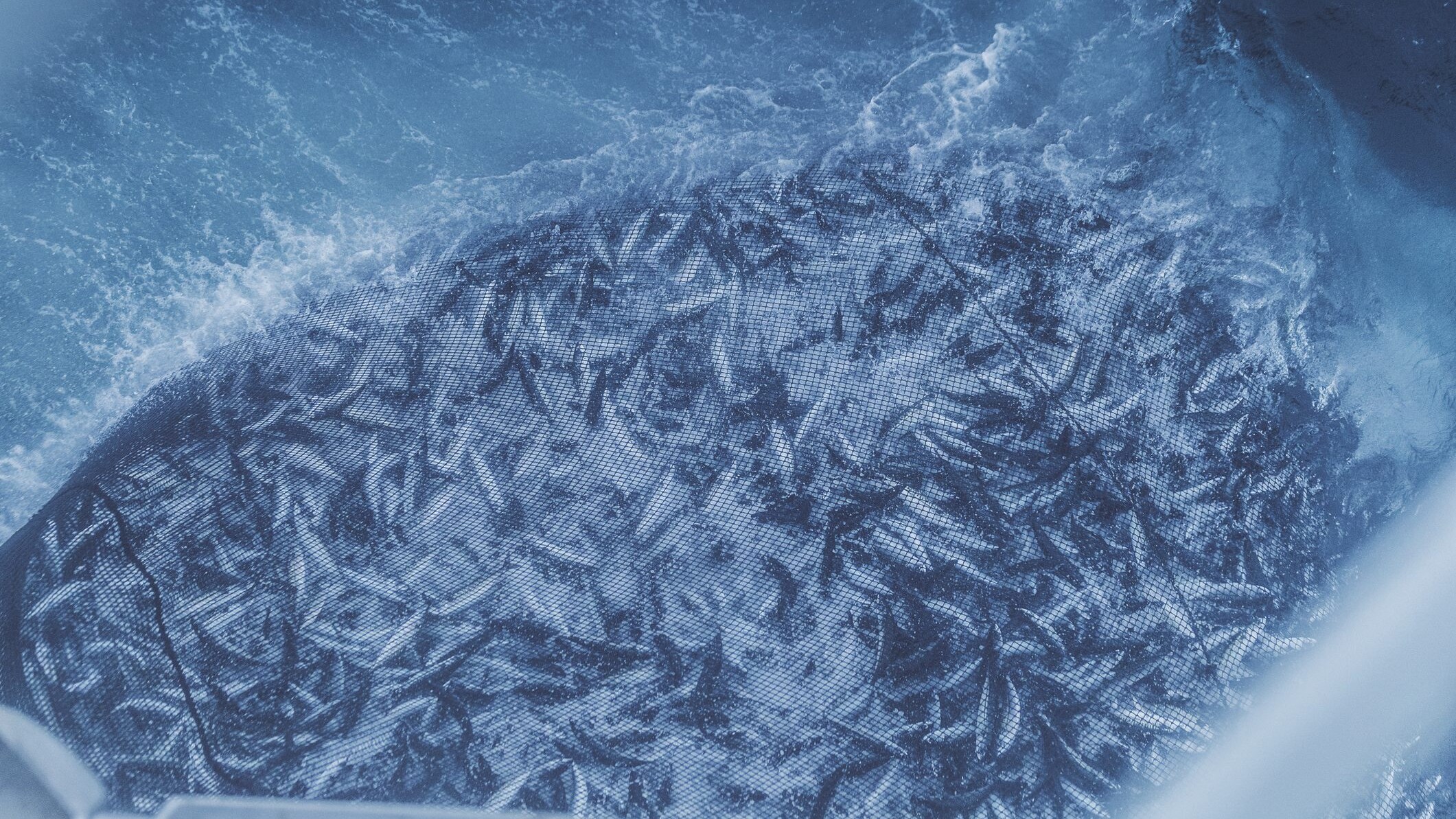 pesca-mediterraneo-specie-rischio