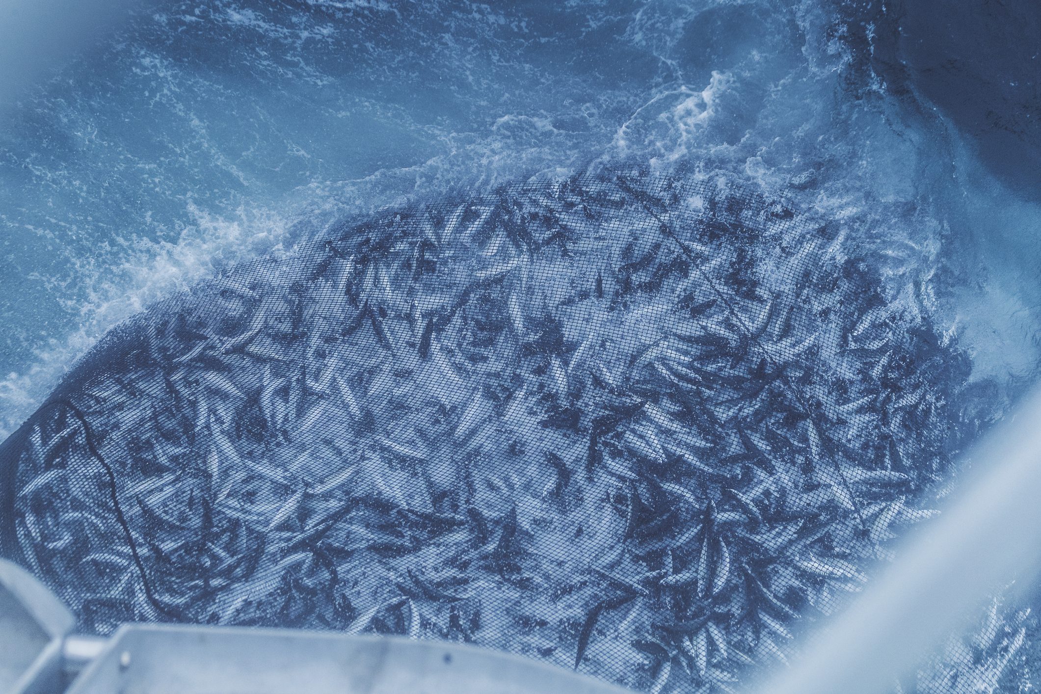 pesca-mediterraneo-specie-rischio