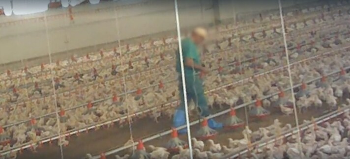 report-polli-maltrattati