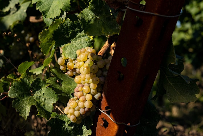 abbinamento-vino-pastiera-gewurztraminer