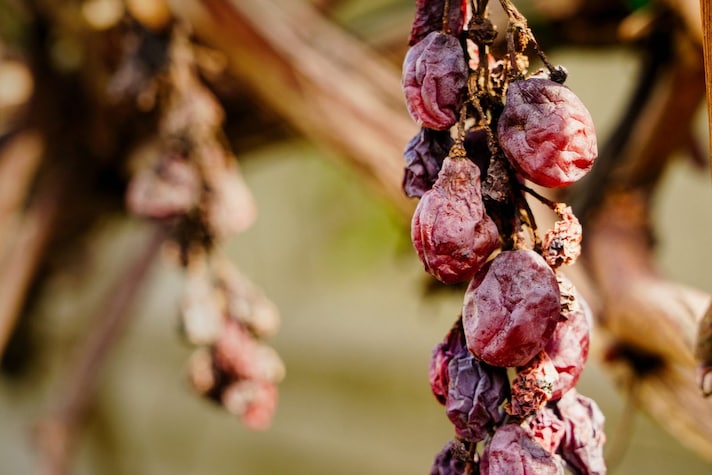 abbinamento-vino-pastiera-passito-pantelleria
