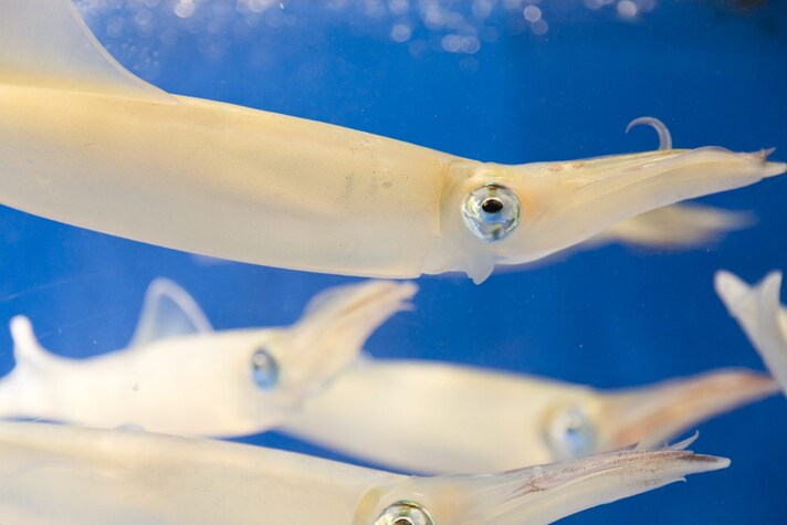 pesca-calamari-illegale