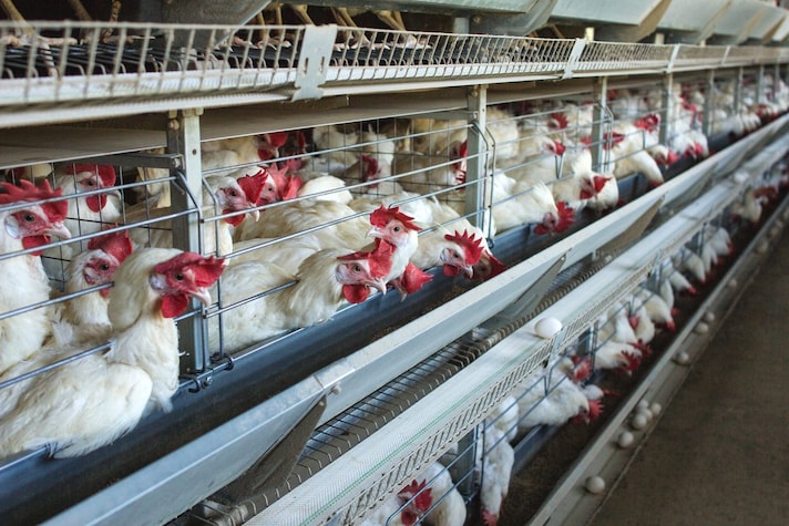polli-broiler-governo
