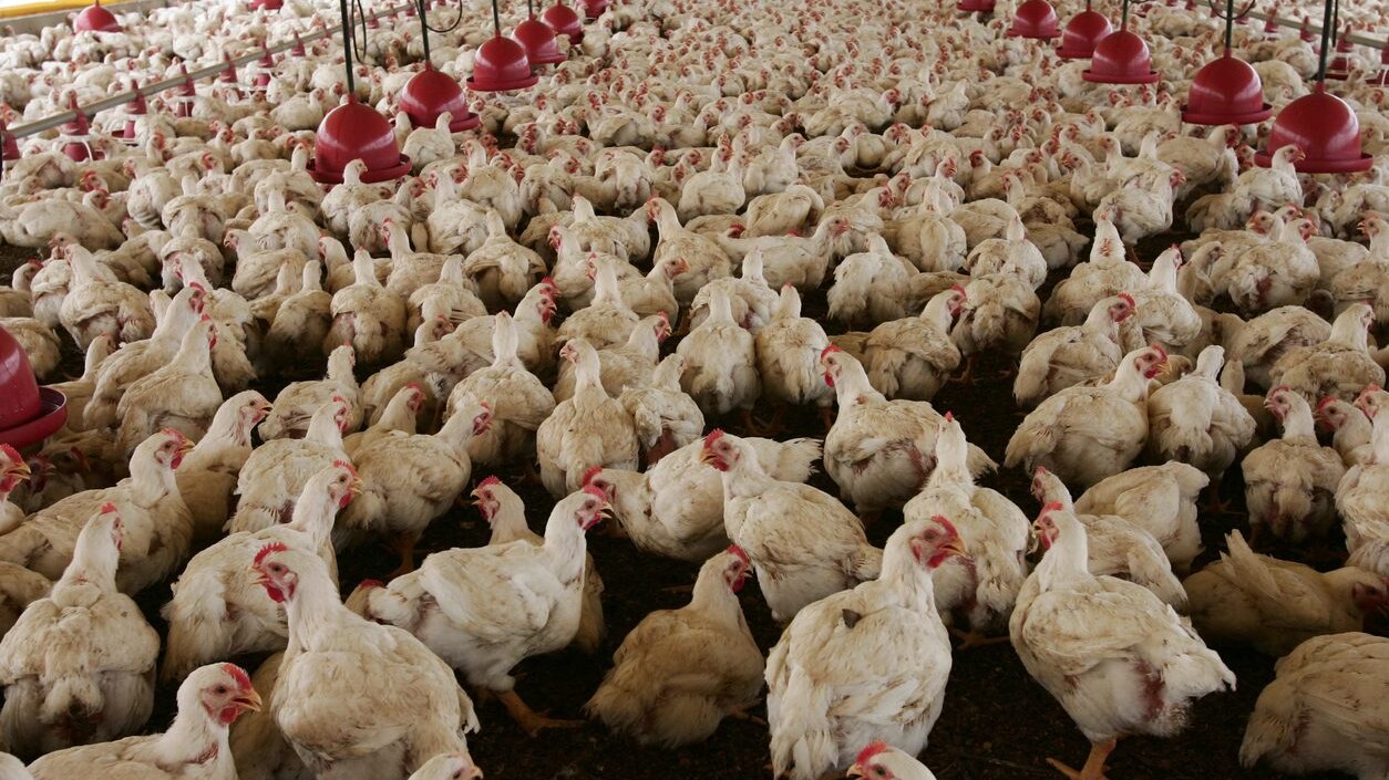 polli-broiler