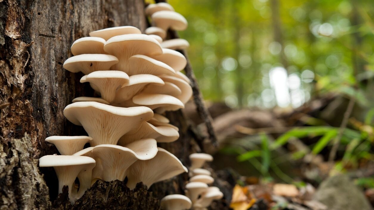Pleurotus-ostreatus