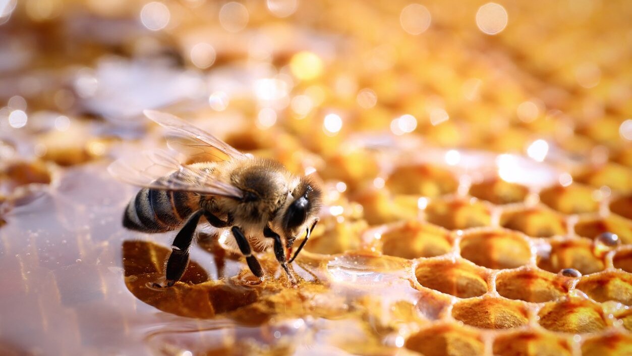 giornata-nazionale-api-miele-impollinatori