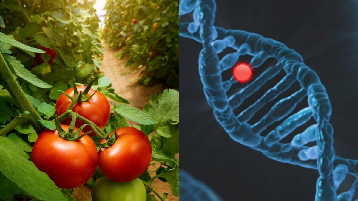 piante-geneticamente-modificate