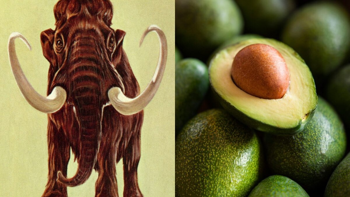 avocado-mammuth