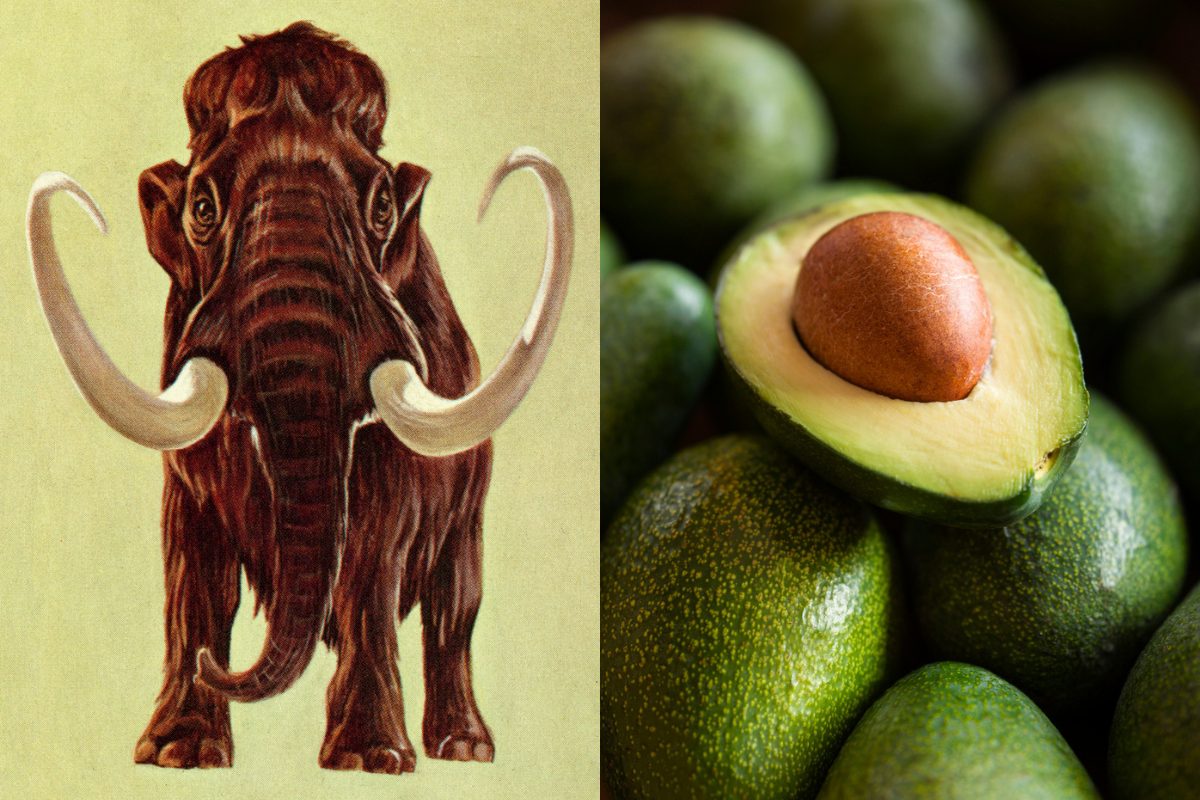 avocado-mammuth