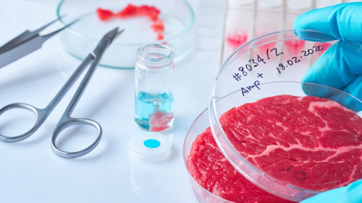carne-coltivata-staminali-olanda