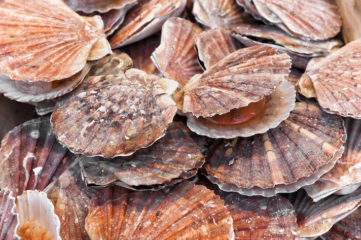frutti-di-mare-capasanta