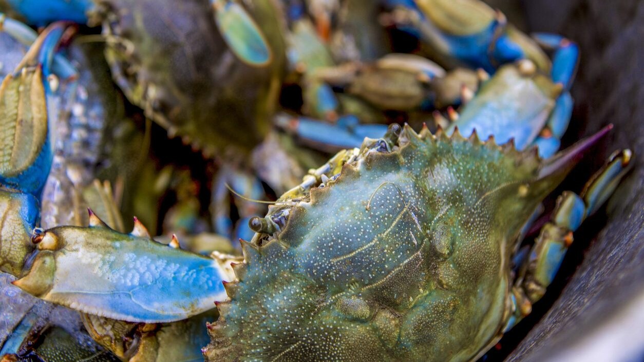 granchio-blu-vongole