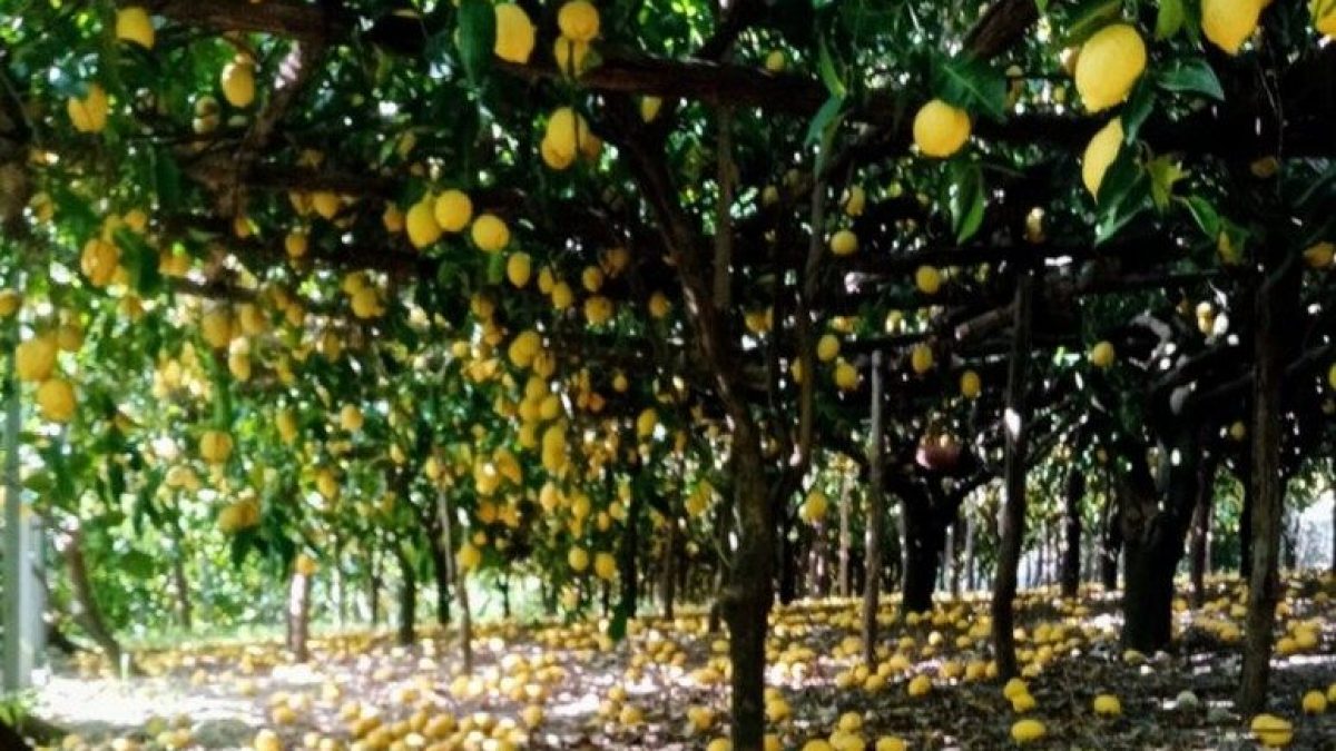limoni-caduti-amalfi