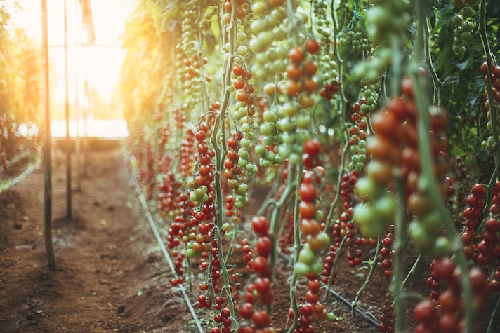 concentrato-pomodori-cina
