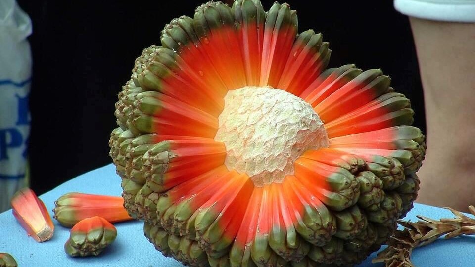 hala-frutta-cosa-è