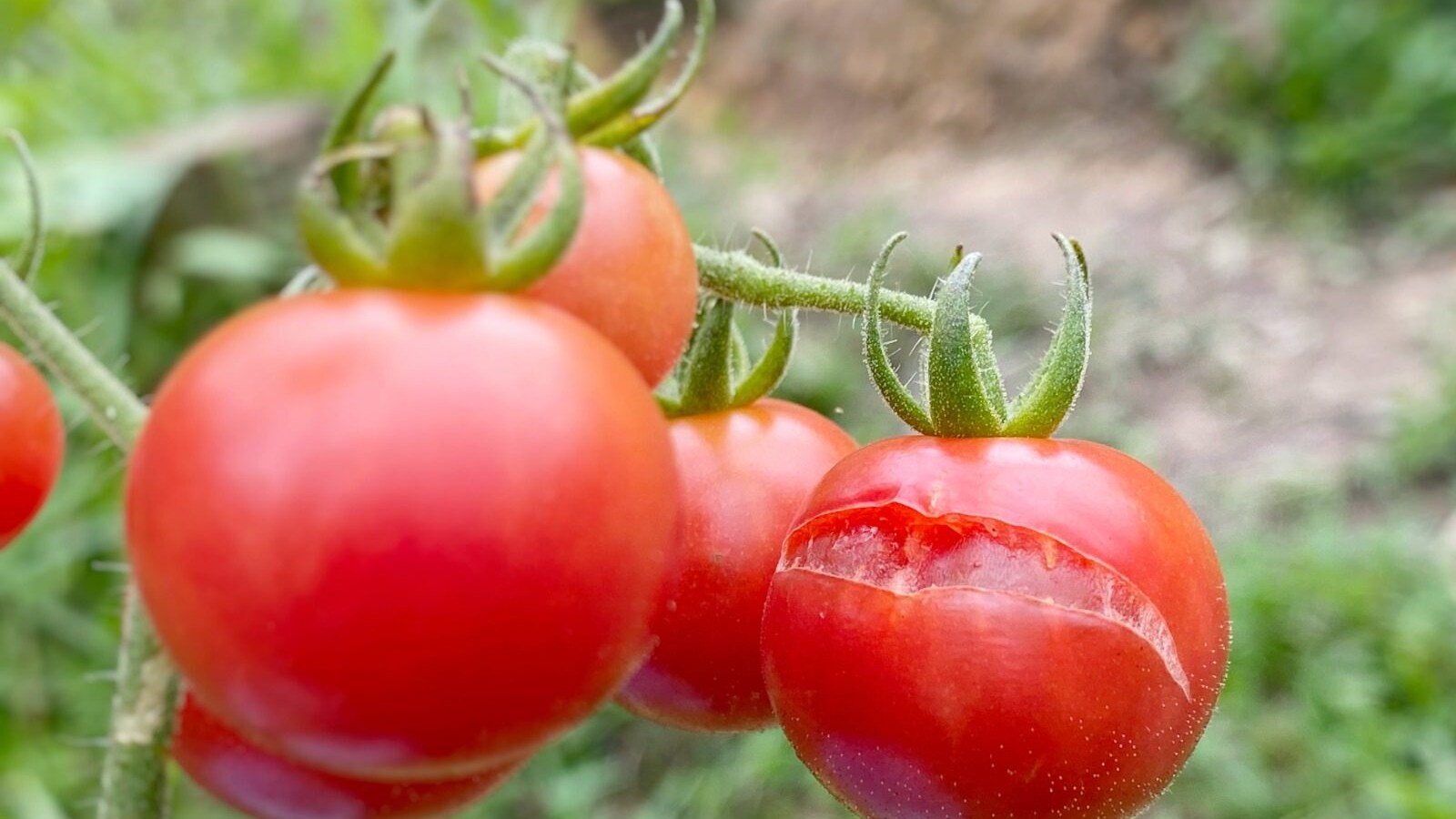 pomodori-buccia-spaccata-si-possono-mangiare