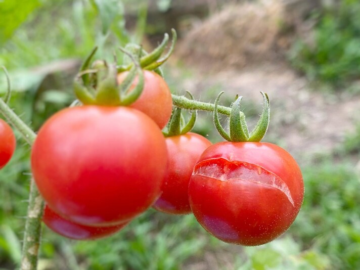 pomodori-buccia-spaccata-si-possono-mangiare