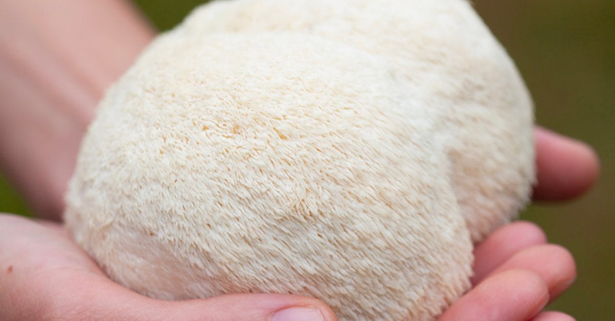 I 7 funghi commestibili più strani, curiosi e particolari del mondo
