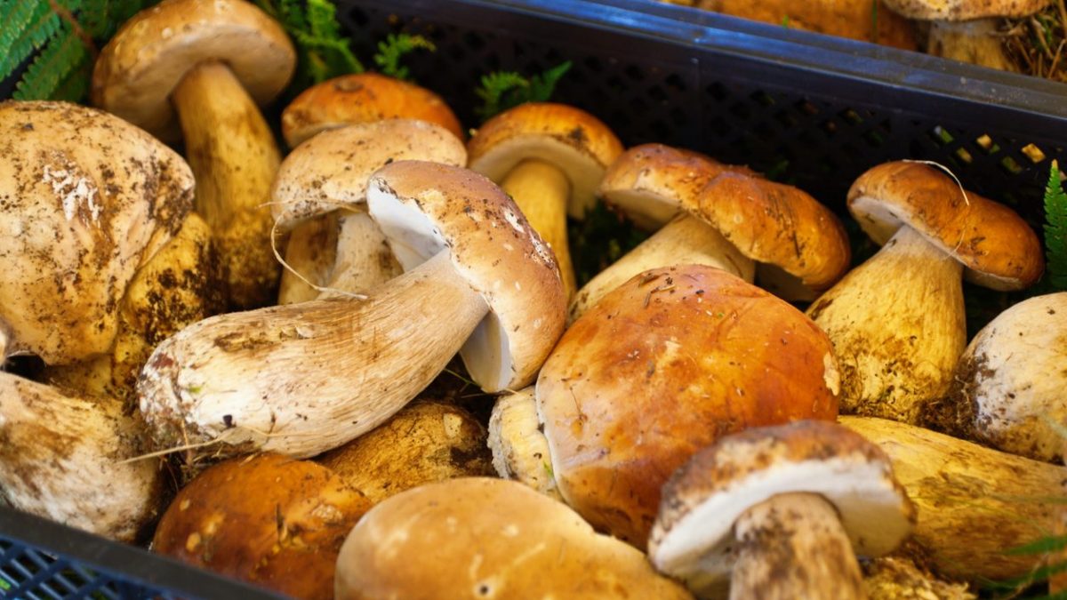 autunno-aumentano-funghi