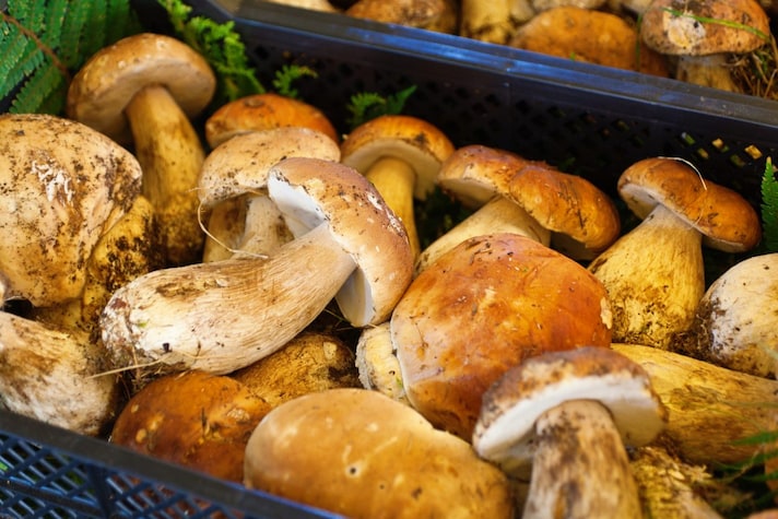 autunno-aumentano-funghi