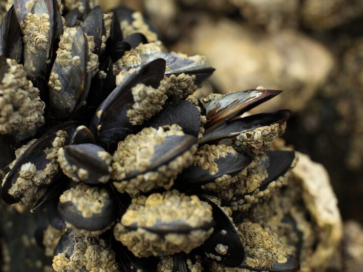 denti-di-cane-cozze