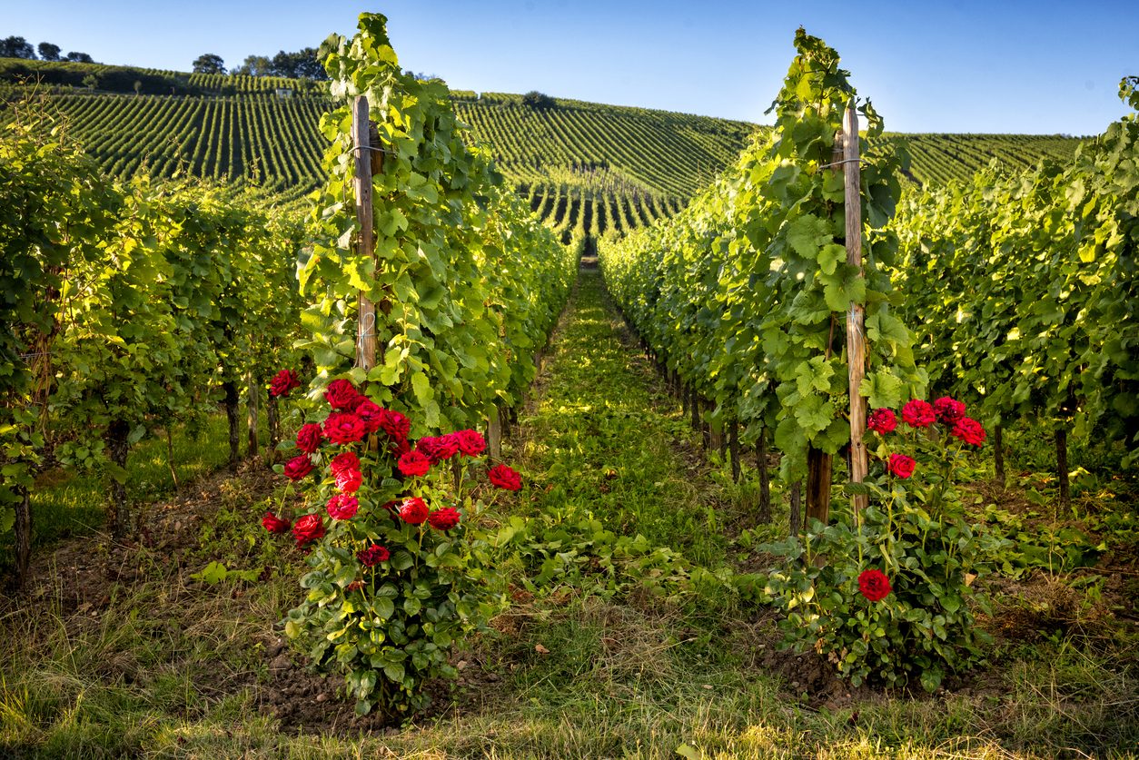 Perché all'ingresso dei vigneti ci sono sempre le rose? Il motivo non è estetico