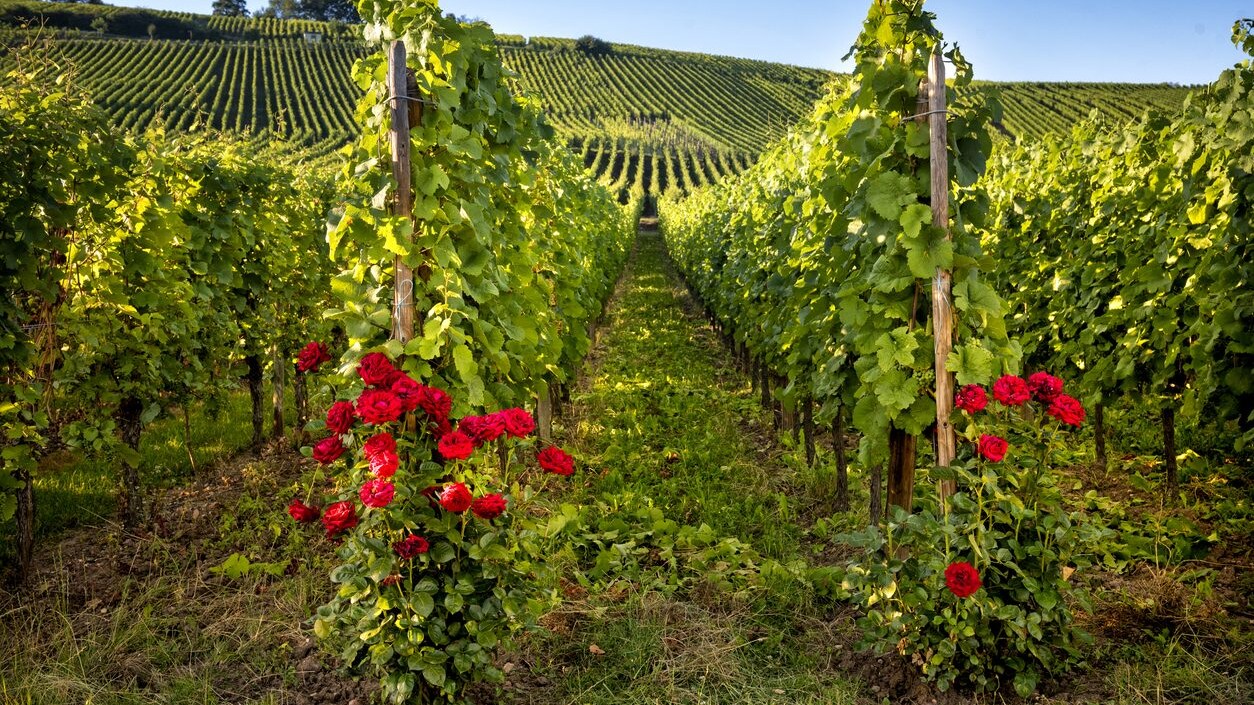 perche-rose-vitigni