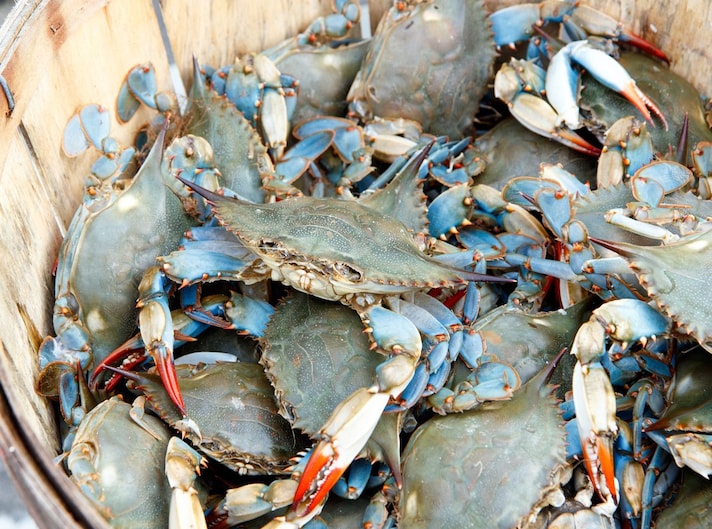pesca-granchio-blu-tunisia