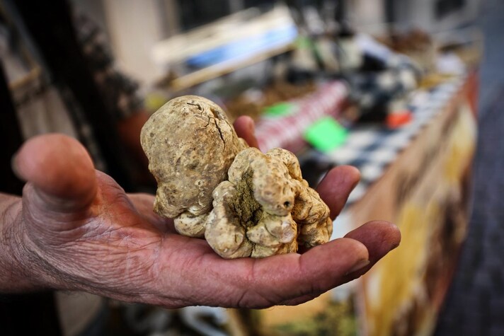 tartufo-bianco-nero-come-riconoscerlo
