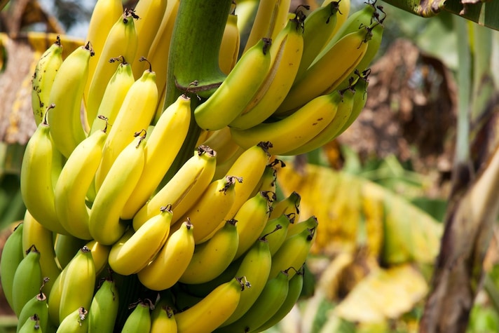 banane-curve-perche