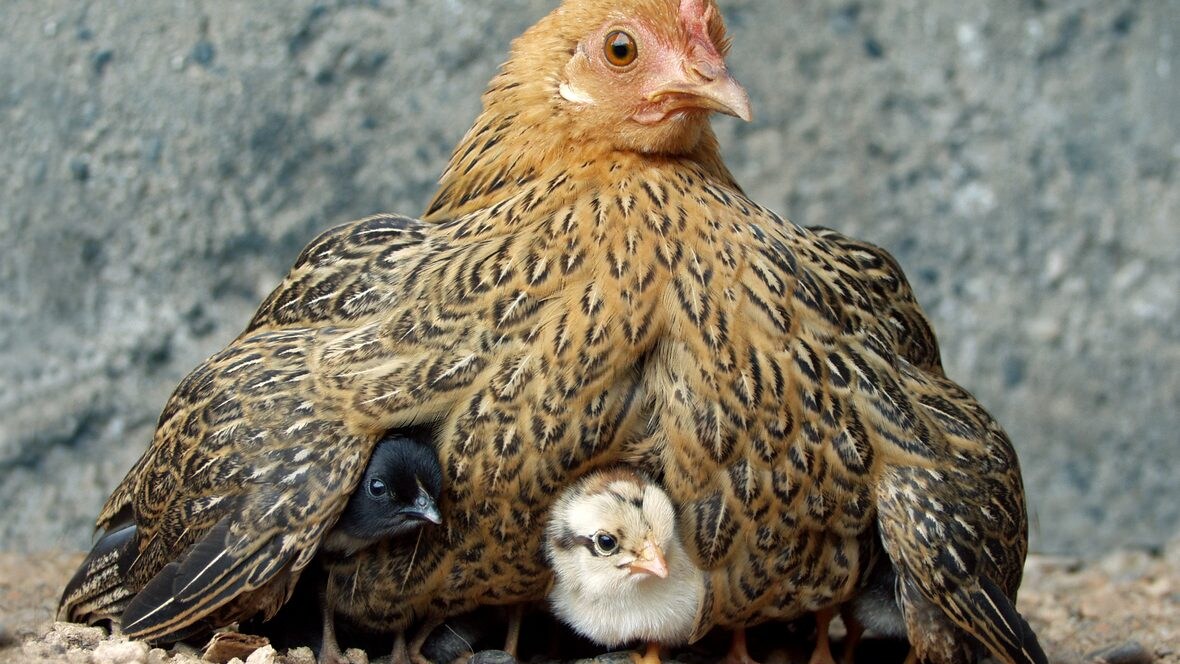 carne-coltivata-piume-pollo