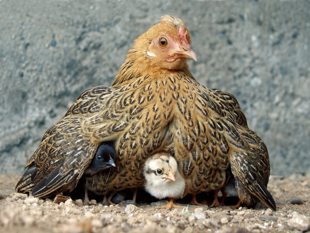 carne-coltivata-piume-pollo