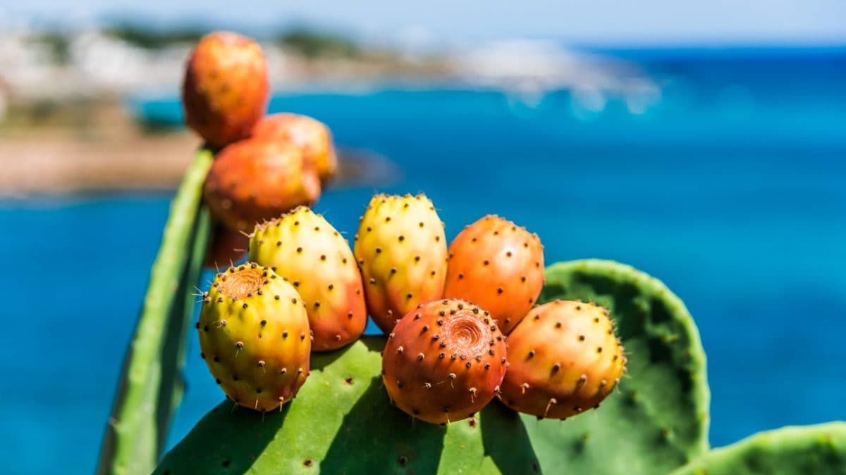 fico-d-india-coltivazione-siccita