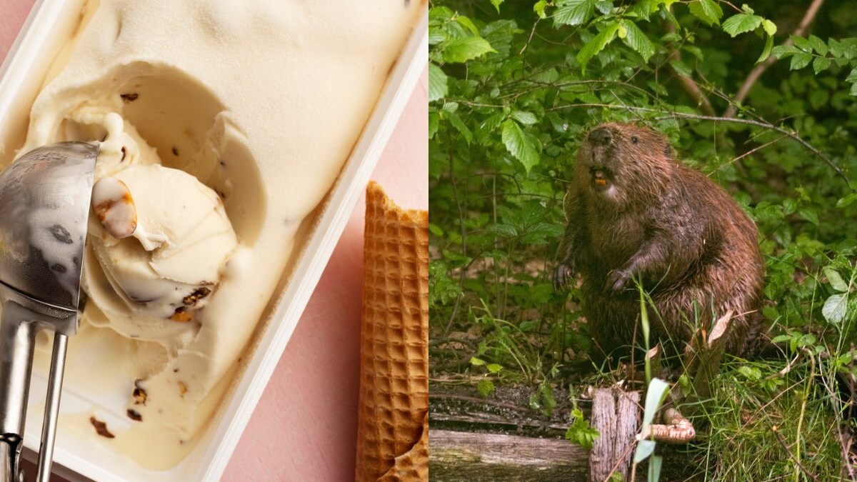 castoreo-gelato-castoro