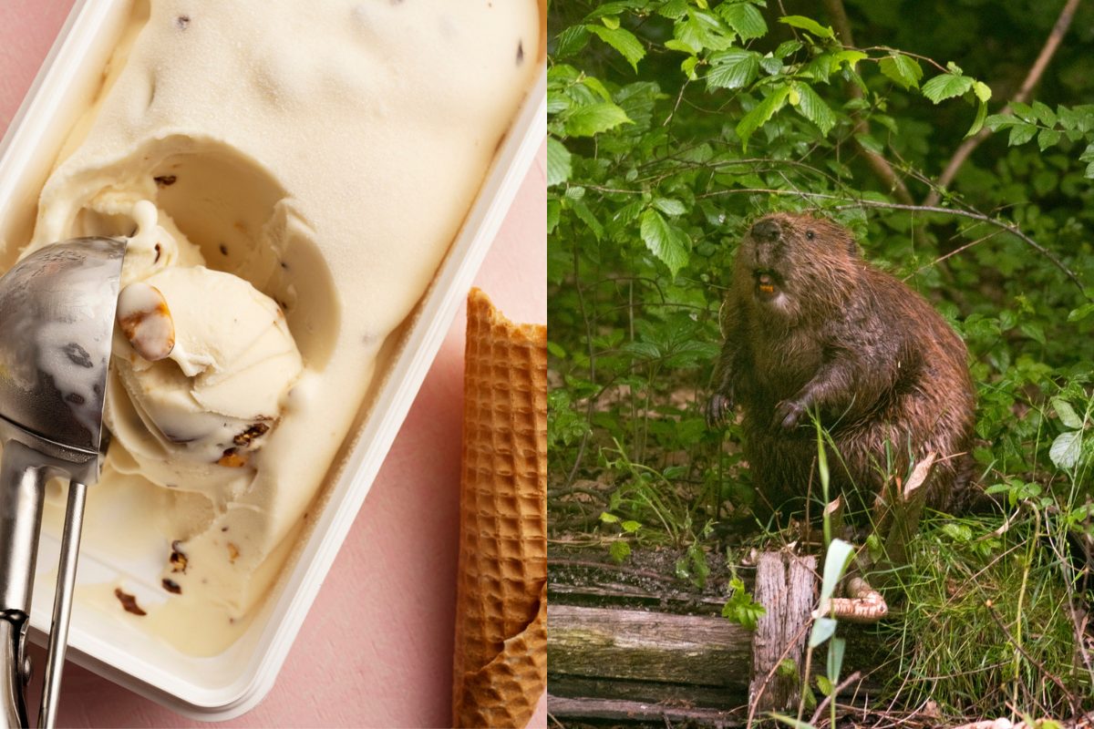 castoreo-gelato-castoro
