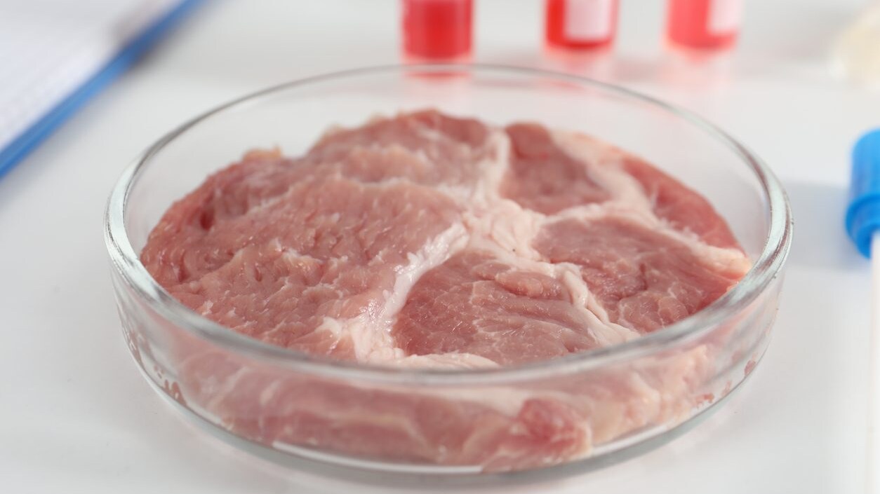 divieto-carne-coltivata-italia