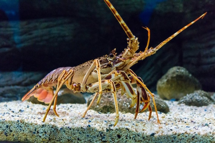 come-riconoscere-aragosta-fresca-carapace