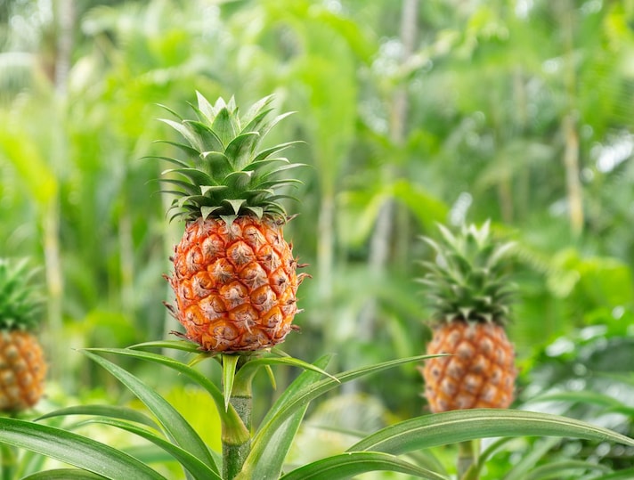 pizza-ananas-masterchef