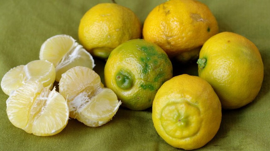 lemoncetta-locrese-cos-e