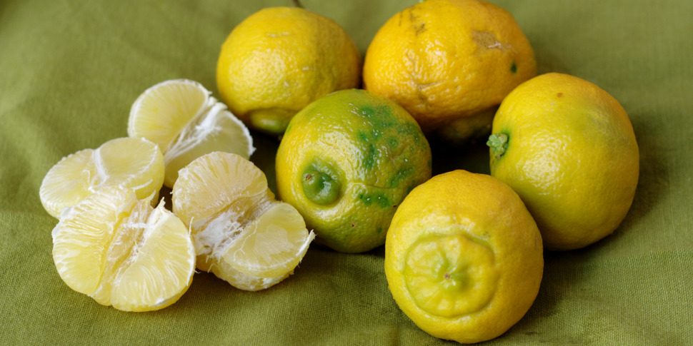 lemoncetta-locrese-cos-e