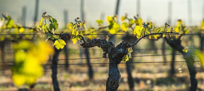 orange-wine