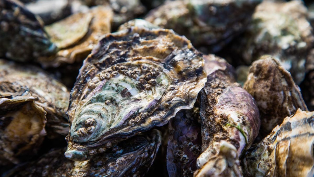 allevamento-ostriche