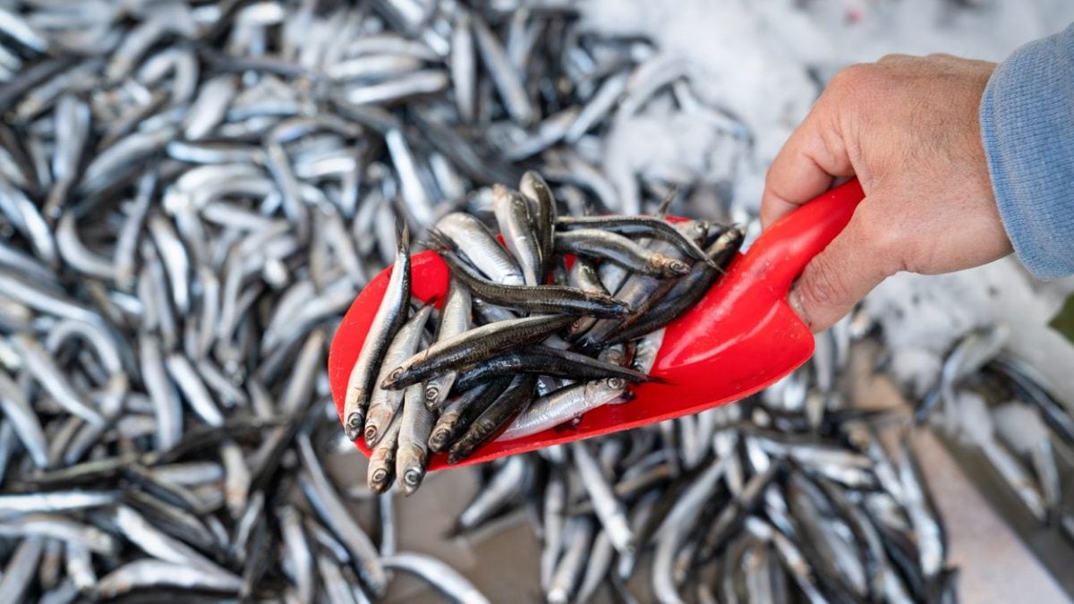 aumento-prezzo-alici