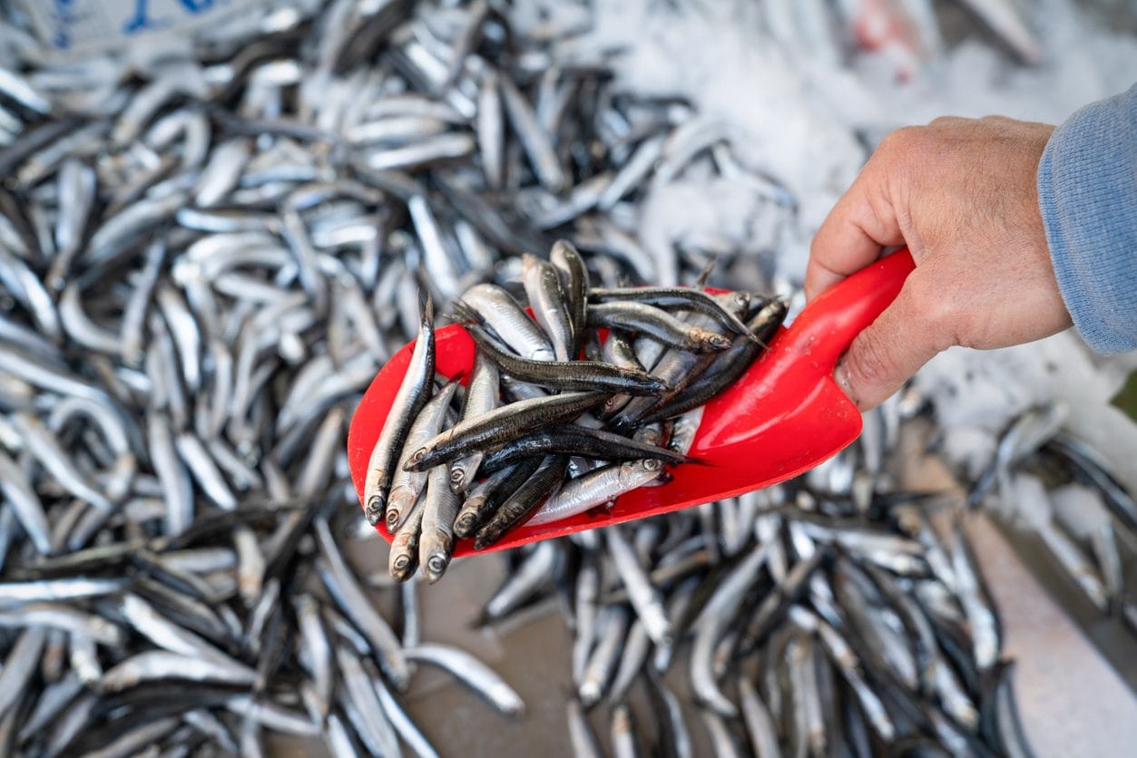 Nuovi aumenti in vista, questa volta tocca al pesce: +20% su alici, triglie e calamari