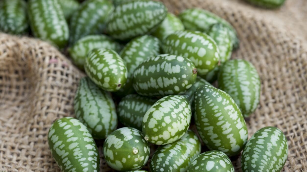 cucamelon-cos-e
