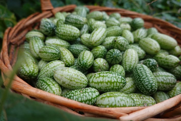 cucamelon