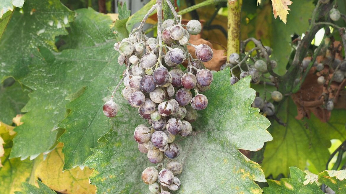 vini-muffati