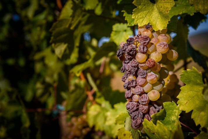 vino-muffato