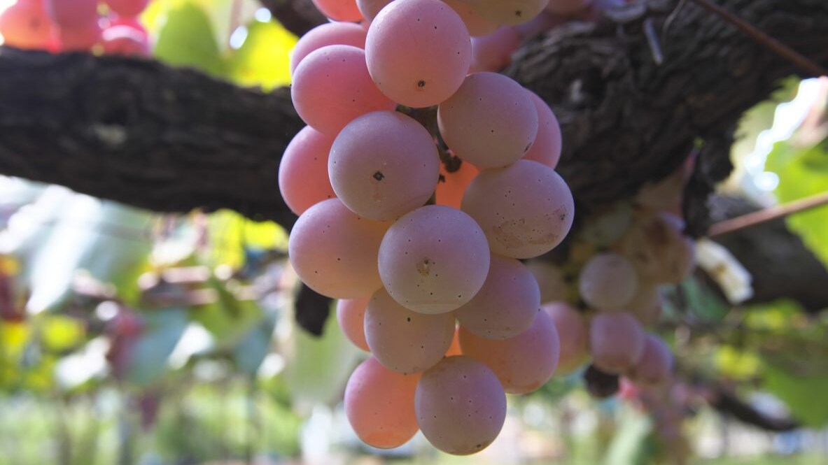 koshu-vino-uva