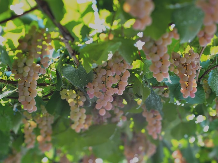 uva-rosa-vino-koshu-giappone